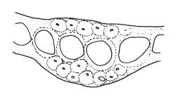 Dicranoloma obesifolium, costa cross-section, mid leaf. Drawn from A.J. Fife 8434, CHR 464665, and W. Martin 550.1, CHR 528805.
 Image: R.C. Wagstaff © Landcare Research 2018 